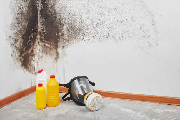 Best 24/7 water damage repair  in Brown City, MI