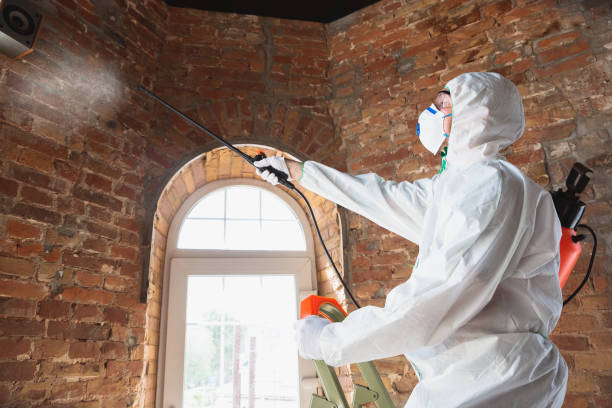 Best Mold removal after water damage  in Brown City, MI